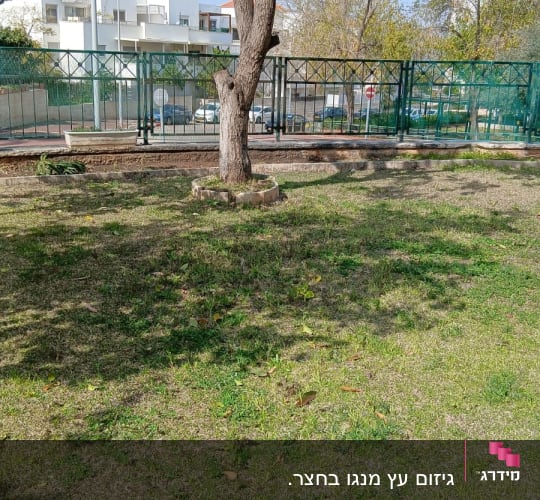 עץ עם ענפים גזומים על דשא ירוק